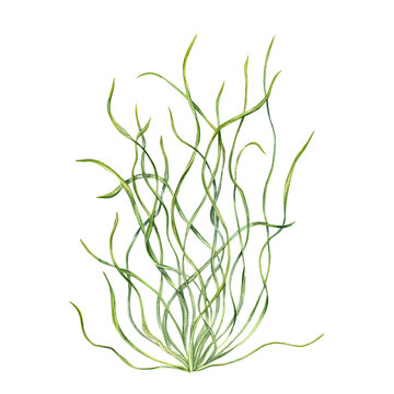 Sea grass. Aquarium plant. Algae, seaweed. Underwater kelp. Green herb. Long leaves. Watercolor illustration. For shop design , print, card or book or logo