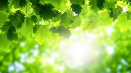 Fototapeta na wymiar The vibrant green leaves in the summer garden create a natural backdrop