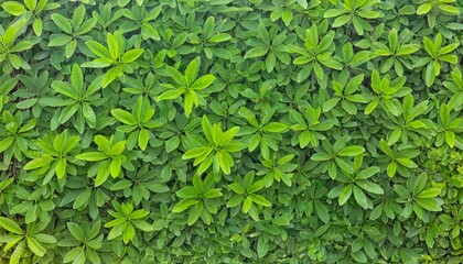 full frame of green leaves pattern background nature lush foliage leaf texture tropical leaf