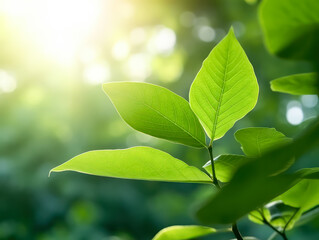 Obraz premium The vibrant green leaves in the summer garden create a natural backdrop