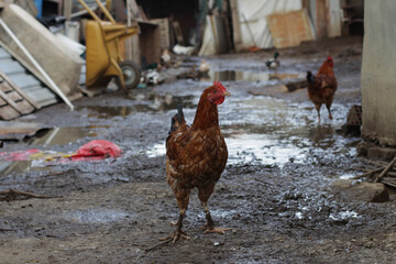 Natural poultry farming in the garden of the village house. Feeding animals in the coop in the garden of the village house. Foragers, chickens, roosters, chicks, turkeys. Poultry being fed on a rainy 