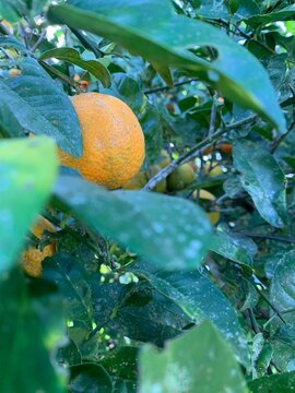&Aacute;rbol de limones en el campo colombiano