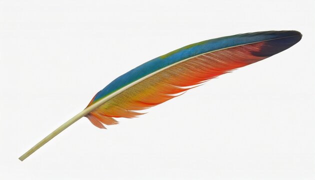 beautiful macaw parrot feather isolated on white background