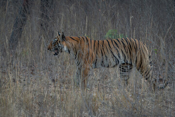 Fototapeta premium Tiger, Bengal Tiger (Panthera tigris Tigris), stalking through grass in Bandhavgarh National Park in India 