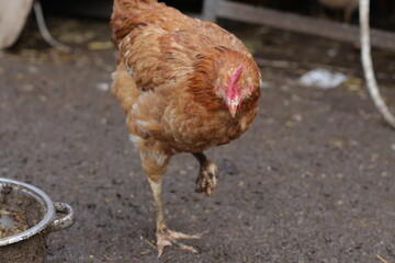 Natural poultry farming in the garden of the village house. Feeding animals in the coop in the garden of the village house. Foragers, chickens, roosters, chicks, turkeys. Poultry being fed on a rainy 
