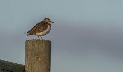 Common Sandpiper on the trunk	