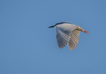 Black-crowned Night Heron in flight over the marsh	