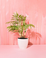 Exotic, tropical house plant in a pastel peach pink interior, elegant natural composition.