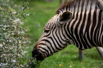 zebra in zoo
