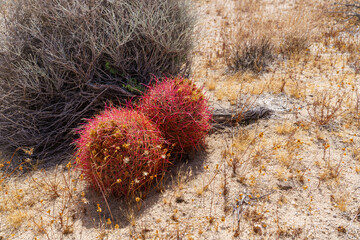Pair of California Barrel Cactus - Ferocactus cylindraceus