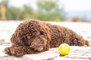 Spanish Water Dog lies next to a vibrant tennis ball on a textured stone surface, looking relaxed and content with a soft focus blurred background