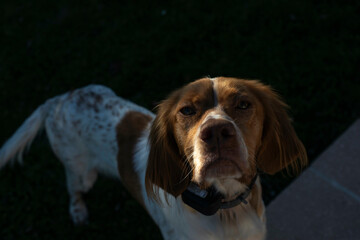 Brittany spaniel dog in yard, looking at the camera