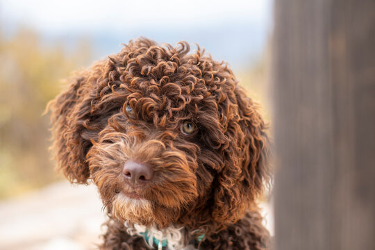 Poised Spanish Water Dog on a cobblestone path, showcasing its curly brown and white coat, looking at camera with a happy demeanor