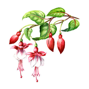 Fuchsia flower branch with Pink flowers, buds and  leaves. Hand drawn watercolor illustration isolated on white background