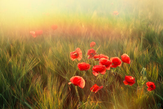 Red poppies bloom amidst golden wheat under a radiant morning light, creating a warm, inviting natural landscape