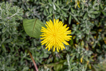 Single yellow dandelion flower and weed  