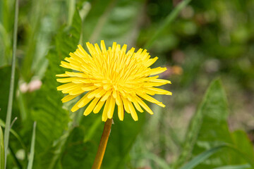 Close up of yellow dandelion flower with green background