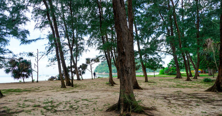 Thailand Phuket island lagoon area. Beach Bang Tao.   trees on the coast