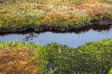 Close up of peat bog (turbal) in Patagonia