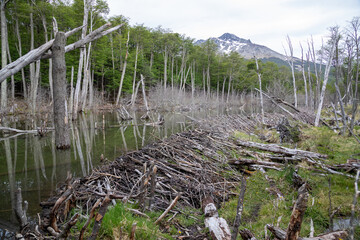 Beaver dam near Ushuaia, Patagonia