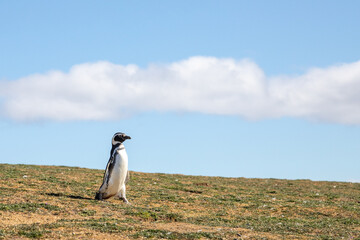 Penguin walking with copy space in sky