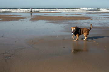 cute small dog at the beach in France 
