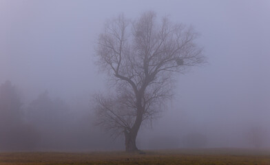 Obraz na płótnie Canvas misty morning in the forest, tree in fog