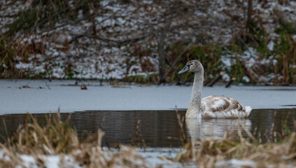 Swan swimming on the lake in winter.