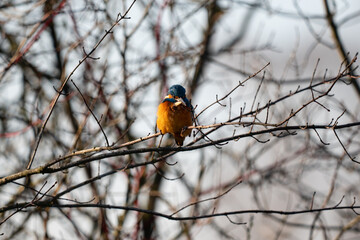 Kingfisher  on branch