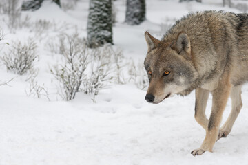  wolf walking through a snowy forest in winter