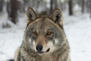 portrait of a she-wolf against the backdrop of a winter forest