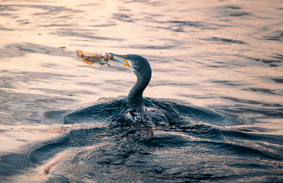 Corvo marinho com peixe no bico