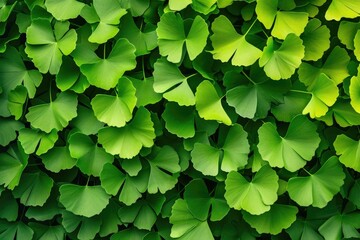 Ginkgo Leaves. Natural leaf texture background. Branches of a ginkgo tree