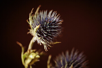 Beautiful Dried eryngium flower with dew drops on needles on blurred dark background. Thorn as concept of defense mechanisms of psyche and mental health defense