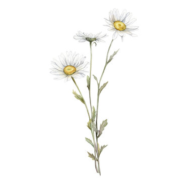 Watercolor Daisy. Hand drawn illustration of Chamomile. bouquet of white blossom flowers on isolated background. Drawing botanical clipart invitation cards. Hand painted summer rustic wildflowers.