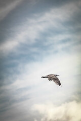 Gaviota volando