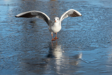 Black-headed gull (Larus ridibundus) landed on the ice
