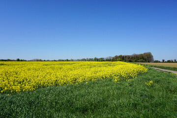 yellow crop field of rapeseed. agricultural farmland during spring. rural crop plantation 