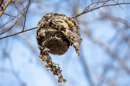 Wasp Nest Hanging in Tree on Blue Sky