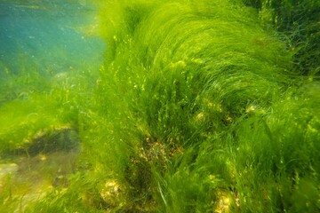 ulva green algae oxygenate on coquina stone, littoral zone underwater snorkel, oxygen rich clear water reflection, laminar flow, low salinity Black sea biotope, sunny summertime, healthy ecology