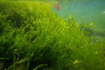 ulva green algae air bubble in low salinity Black sea biotope, coquina stone littoral zone underwater snorkel, oxygen rich clear water reflection, torn algal mess in laminar flow, sunny summertime