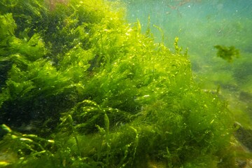 Ulva, cladophora lush green algae grow in low salinity Black sea biotope, coquina stone littoral zone snorkel, oxygen rich water surface reflection, torn algal mess in laminar flow, sunny weather - obrazy, fototapety, plakaty