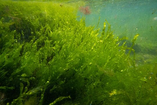 ulva green algae air bubble in low salinity Black sea biotope, coquina stone littoral zone underwater snorkel, oxygen rich clear water reflection, torn algal mess in laminar flow, sunny summertime
