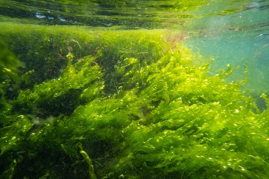 Ulva, cladophora green algae in low salinity Black sea biotope, coquina stone littoral zone snorkel, oxygen rich water surface reflection, torn algal mess move in laminar flow, sunny summertime