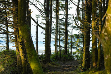 Beautiful mossy-green forest with ocean peaking through spaces between the trees. Pacific Northwest, Tofino, British Columbia