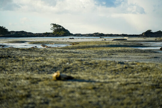 Cold water, barren, wind swept beach landscape, Pacific Northwest, Tofino, British Columbia