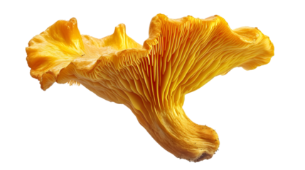 Chanterelle Mushroom Isolated on Transparent Background