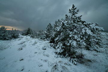 Drzewa iglaste, choinki, sosny oraz liściaste krzewy, łozy, wierzby pokryte śniehgiem na tle...