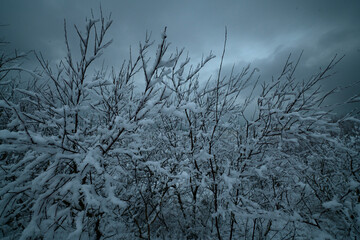 Drzewa iglaste, choinki, sosny oraz liściaste krzewy, łozy, wierzby pokryte śniehgiem na tle...