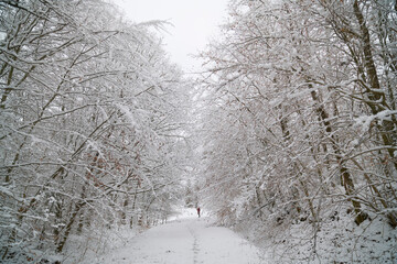 Ośnieżone gałęzie . konary, pnie drzew liściastych. Biała droga, ścieżka. Krajobraz zimowy. High key.